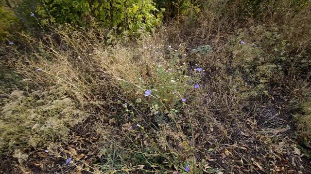 meadow plants in the wind