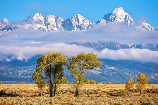 Beautiful autumn landscape scene as fresh snow covers the peaks of the Teton mountain range above misty clouds, while tree foliage changes color in the sagebrush valley of Jackson Hole, Wyoming.
