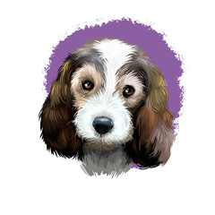 Petit Basset Griffon Vend en or PBGV short-legged hound type French dog breed digital art illustration isolated on white background. Cute pet hand drawn portrait. Graphic clip art design.