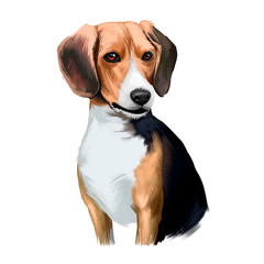 Beagle small scent hound breed dog digital art illustration isolated on white background. English origin, tricolor, hunting hare, detection dog. Cute pet hand drawn portrait. Graphic clip art design.