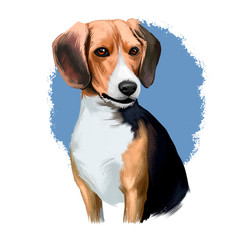 Beagle small scent hound breed dog digital art illustration isolated on white background. English origin, tricolor, hunting hare, detection dog. Cute pet hand drawn portrait. Graphic clip art design.