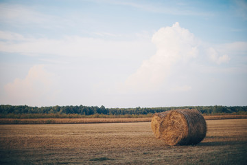 Straw. Hay. Background. Grass. Hay background. 