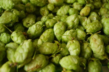 Obraz premium herbst