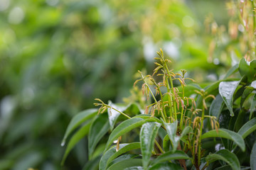 Concept, natural background, green leaves