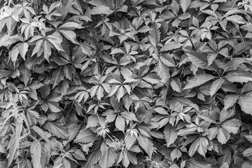Background and texture of a wall with black and white leaves from trees on a summer autumn day in monochrome. Nature, naturalness and freshness.