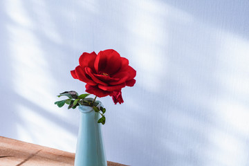 花瓶の赤いバラと午後の日差し