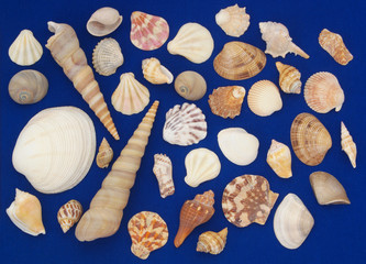 Different seashells on blue background