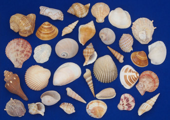Seashells collection on blue background