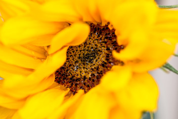 sunflower macro close up photo