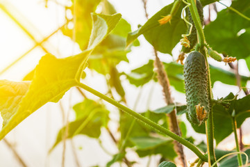 Green cucumber hanging on the garden in a greenhouse during crop growth. Agriculture and farming.