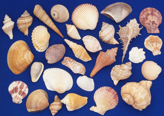 Many different seashells on blue background