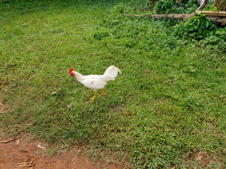 Rooster on a farm in Viñales, Pinar del Rio, Cuba