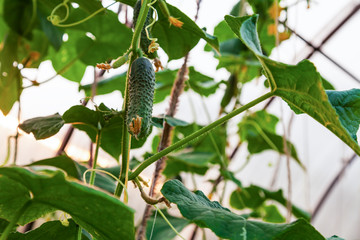 Green cucumber hanging on the garden in a greenhouse during crop growth. Agriculture and farming.