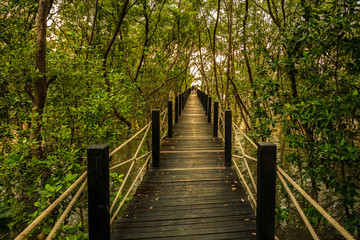 Obraz premium wooden bridge in the forest
