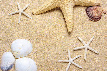 Fototapeta na wymiar Top view Starfish resting on the sand