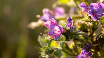 butterfly on flower