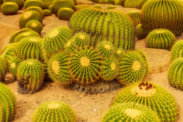 Cactus in the tropical deserts of North America close up.
