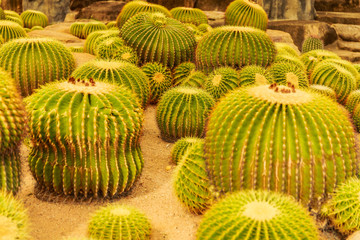 Cactus in the tropical deserts of North America close up.