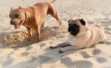 Little funny pug lying on a sidewalk in a summer park.