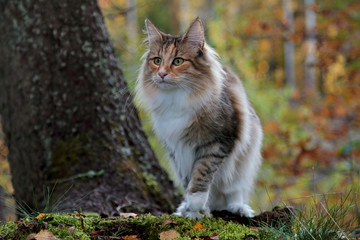 Naklejka na ściany i meble Beautiful Norwegian forest cat female standing under a big spruce tree in autumn