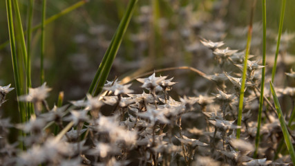 grass in the forest