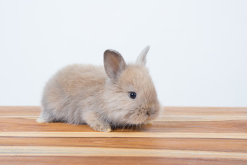 Young baby rabbits, fluffy cute adorable small Netherlands' dwarfs rabbit on wooden table or floor on white wall as background. Furry famous pet