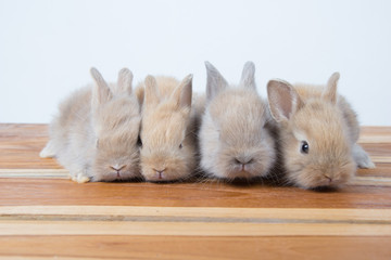 Baby beautiful bunny sleeping on blanket. Adorable newborn rabbit taking a nap. Young pet rabbit.