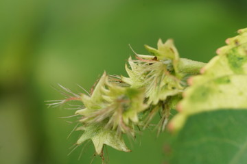 caterpillar on a leaf