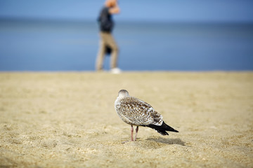 Sea gull on the beach