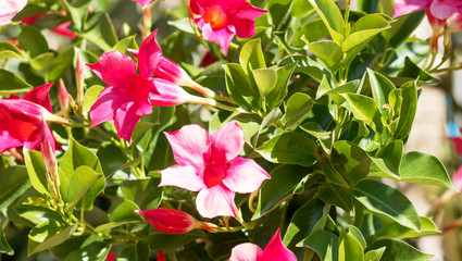 Mandevilla or dipladenia sanderi - Brazilian jasmine with large blooming of red-pink flower a long period from spring to autumn.