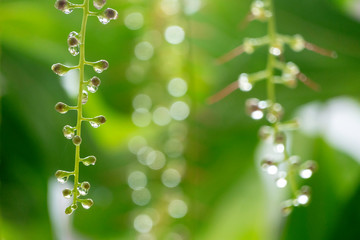 Rain drops perched on a bouquet of flowers in the morning.