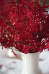 red flower in a vase