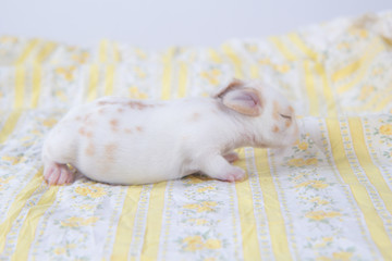 Baby beautiful bunny sleeping on blanket. Adorable newborn rabbit taking a nap. Young pet rabbit.