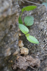 young plant in soil