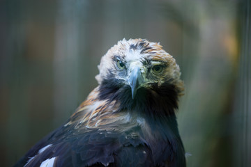 Portrait of the golden eagle (Latin: Aquila chrysaetos), one of the best-known birds of prey in the Northern Hemisphere. Majestic head of the beautiful hunter. Estonia, North Europe