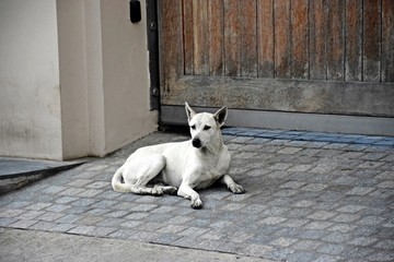 The white dog is waiting
