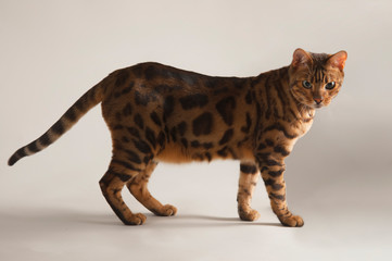 Bengal cat on a white background looking at the camera.
