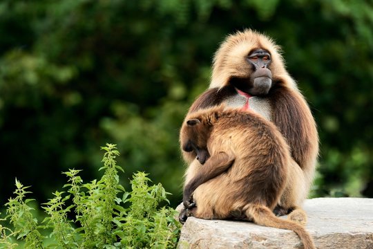 Geladas (Theropithecus gelada), pair sitting on rock, captive, Switzerland, Europe