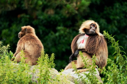 Geladas (Theropithecus gelada), captive, Switzerland, Europe