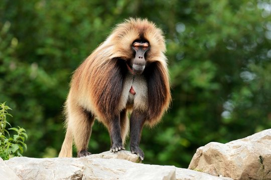 Gelada (Theropithecus gelada), male, standing on rock, captive, Switzerland, Europe