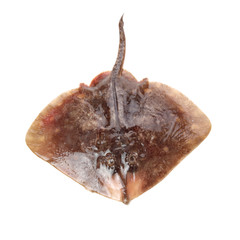 Fresh ray fish isolated. © zcy