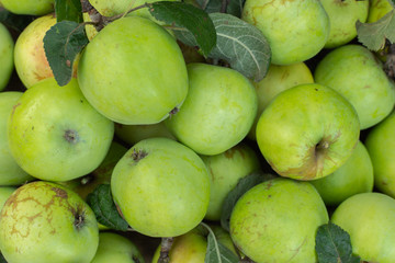 Autumn ripe organic green apples close-up, fruit background