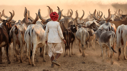 Rabari herder in a rural village in the district of Kutch, Gujarat. The Kutch region is well known for its tribal life and traditional culture. - obrazy, fototapety, plakaty