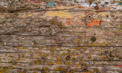 Wooden texture background. Surface covered old paint, mold and moss. Colorful beautiful texture. Blue, orange, green, brown and yellow colors