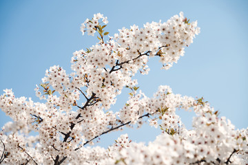 Sakura cherry tree blossoms white flowers