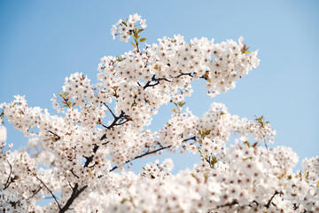 Sakura cherry tree blossoms white flowers