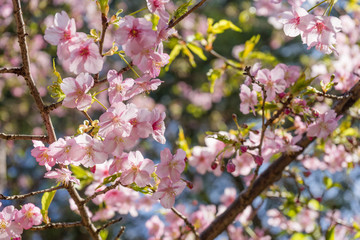 Obraz premium 冬に咲く柿田川公園の河津桜