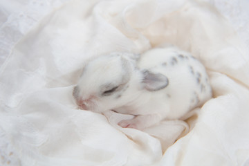 Baby beautiful bunny sleeping on blanket. Adorable newborn rabbit taking a nap. Young pet rabbit is a cute  and friendly friend