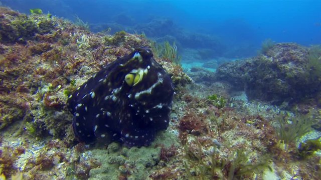 Octopus Changing Shape & Colour Camouflage On Peaceful Coral Reef. Dramatic Pattern On Graceful Squid Octopus In Sunlit Sea. Colourful Dangerous Marine Life & Beautiful Aquatic Underwater Wildlife