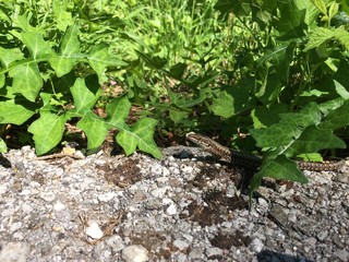 Fototapeta premium Small lizard walking through the grass (zoomed in view)